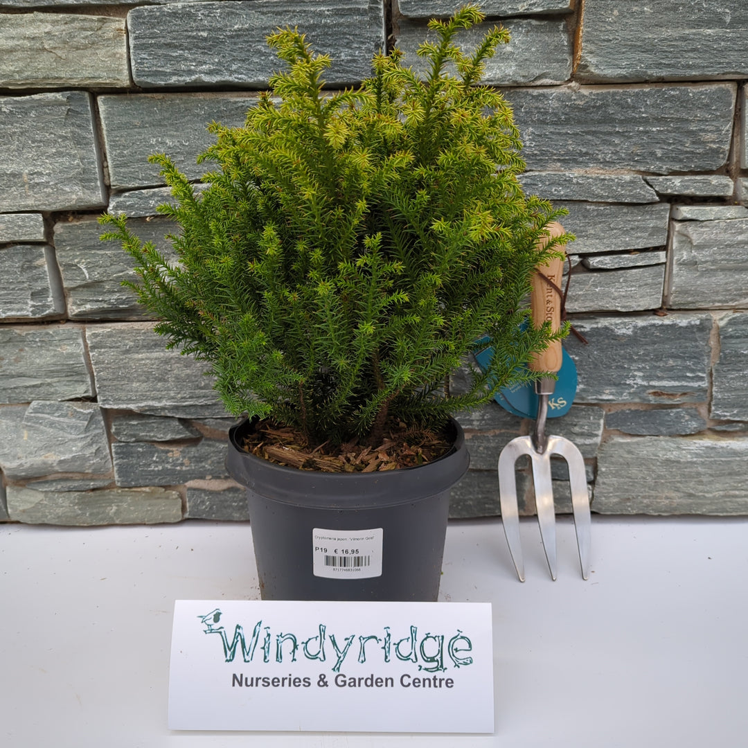 Cryptomeria japon. Vilmorin Gold