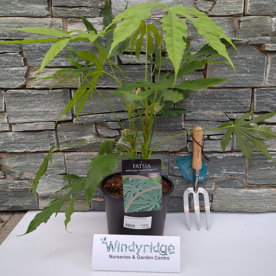 Fatsia Polycarpa 'Greenfingers'Â® 4 Ltr Pot - Shrubs - Windyridge Garden Centre