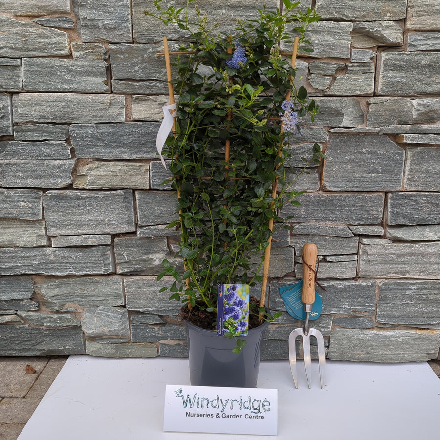 Ceanothus Thyrs. Repens - Shrubs - Windyridge Garden Centre