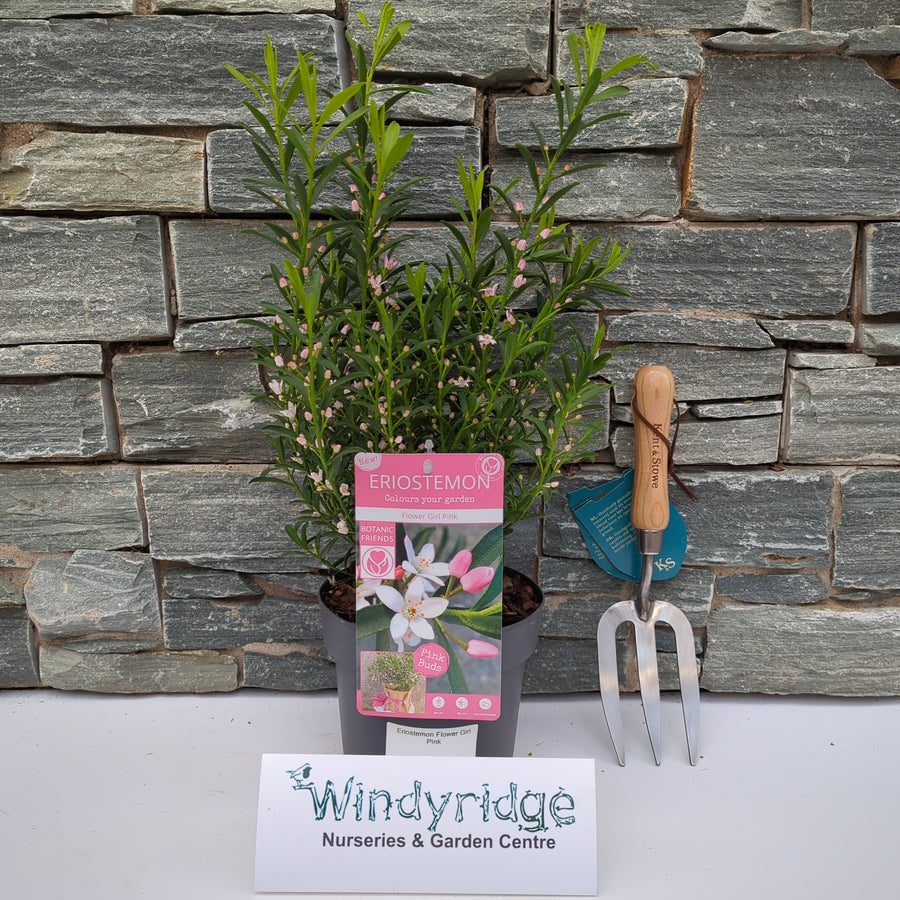 Eriostemon Flower Girl Pink - Shrubs - Windyridge Garden Centre