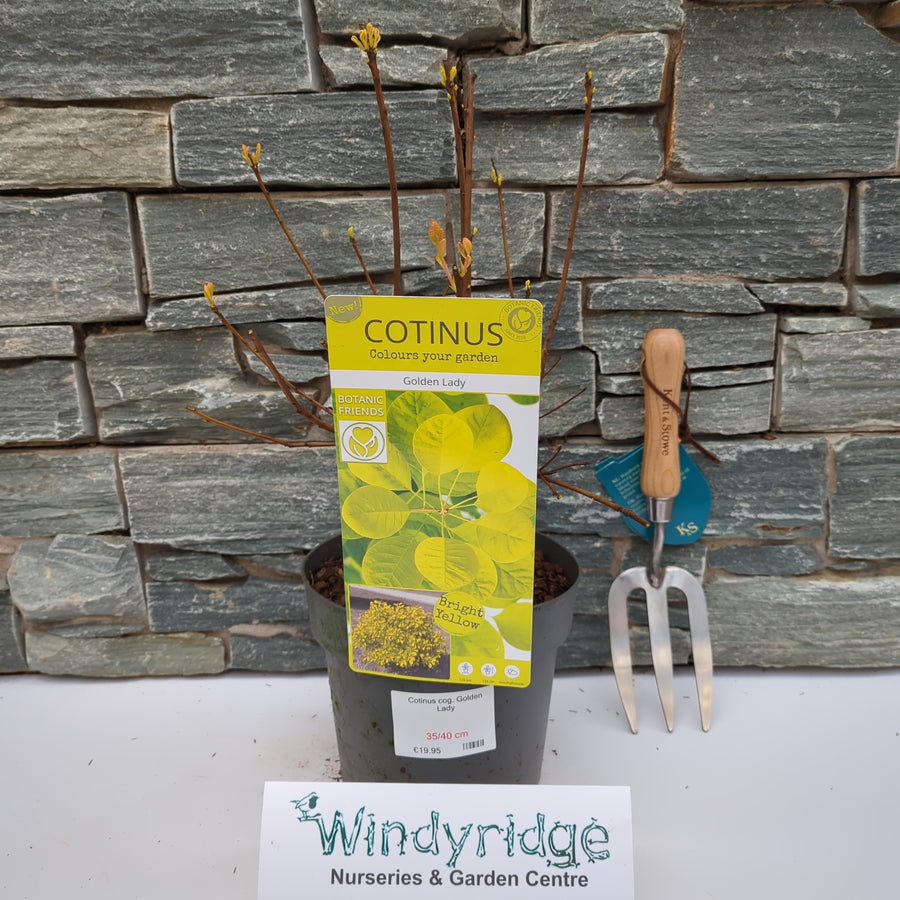 Cotinus Cog. Golden Lady - Shrubs - Windyridge Garden Centre