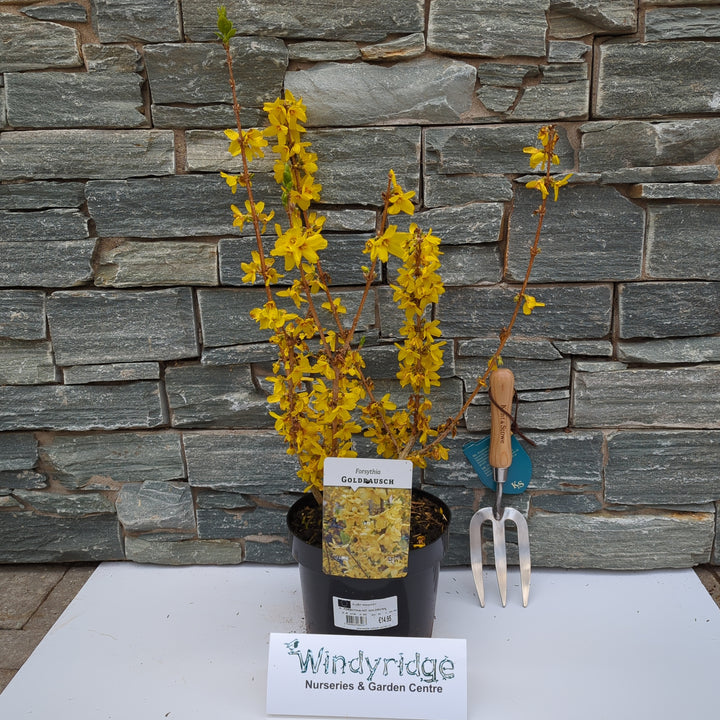 FORSYTHIA INT. GOLDRUSH