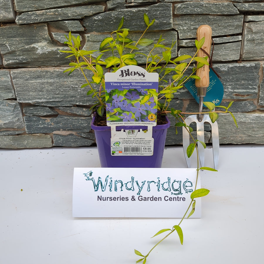 Vinca Minor 'Illumination' - Herbaceous - Windyridge Garden Centre