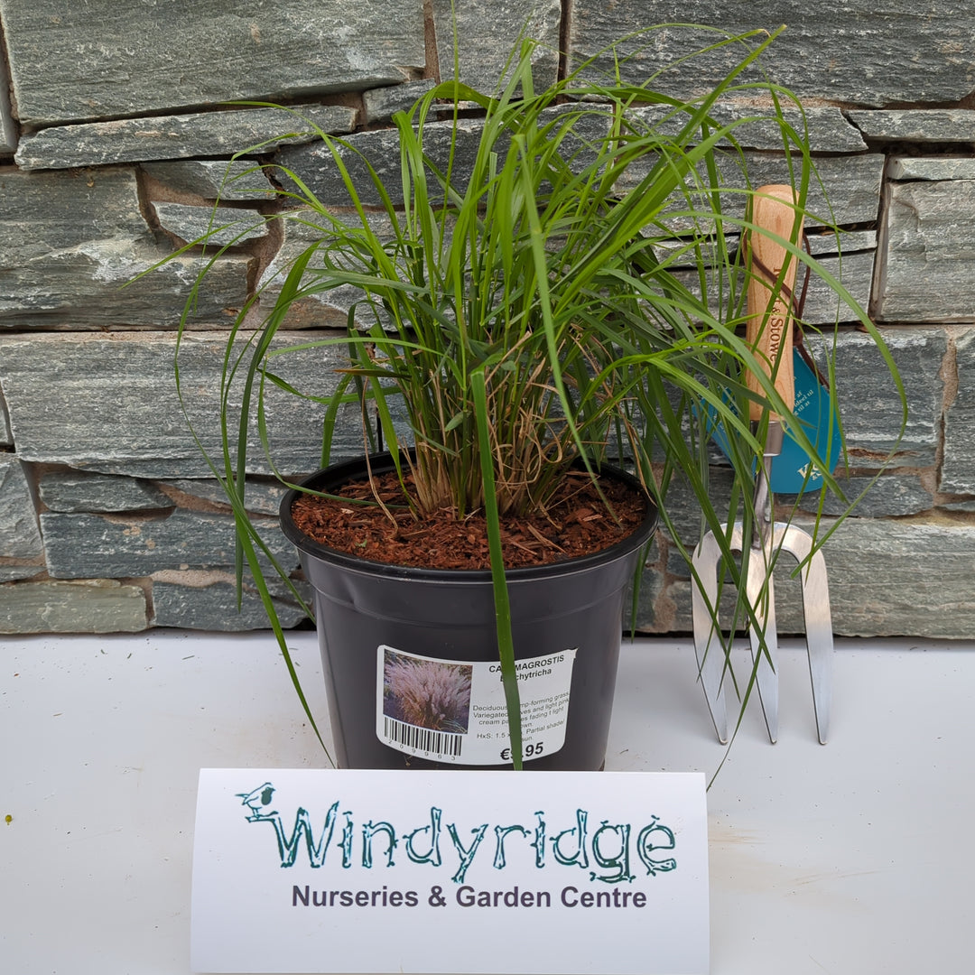 CALAMAGROSTIS brachytricha