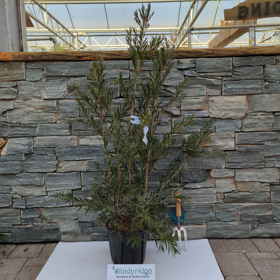 Callistemon Mini Red Clt 5 - Shrubs - Windyridge Garden Centre