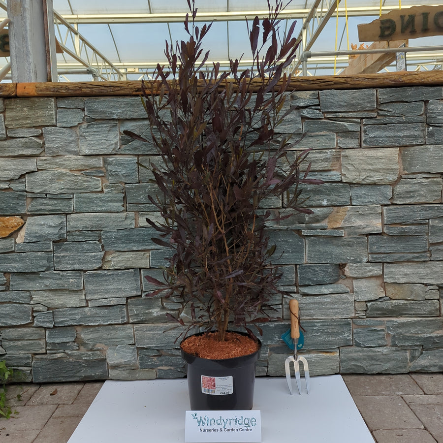 Dodonea Visc. Purpurea - Shrubs - Windyridge Garden Centre