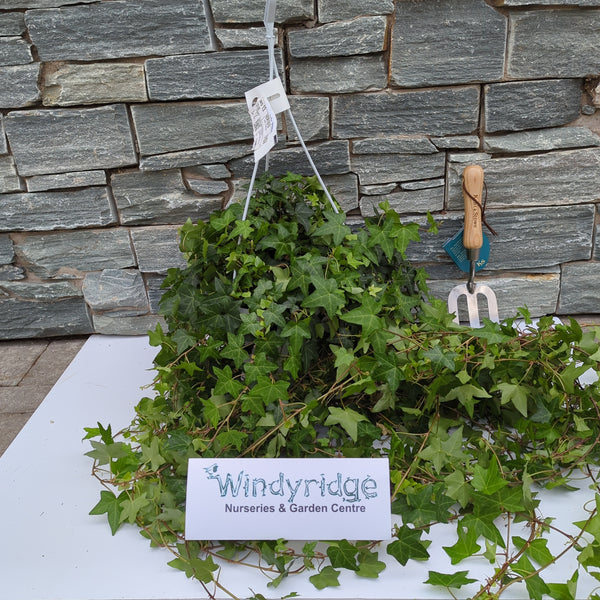 Buy Hedera Helix Pittsburgh Online