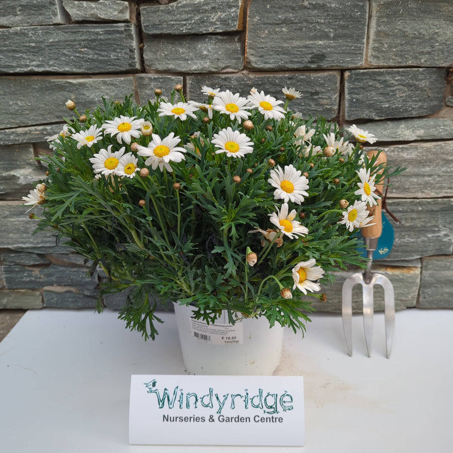 Argyranthemum Frutescens(White)  P18 - Herbaceous - Windyridge Garden Centre