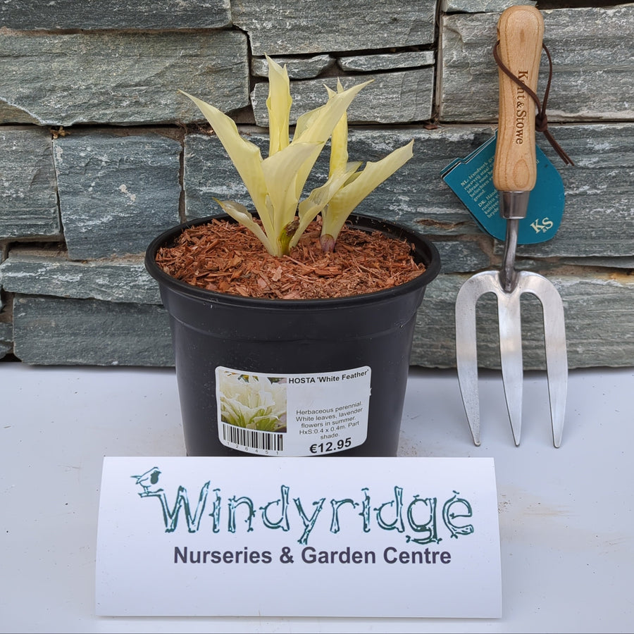 Hosta White Feather - Herbaceous - Windyridge Garden Centre