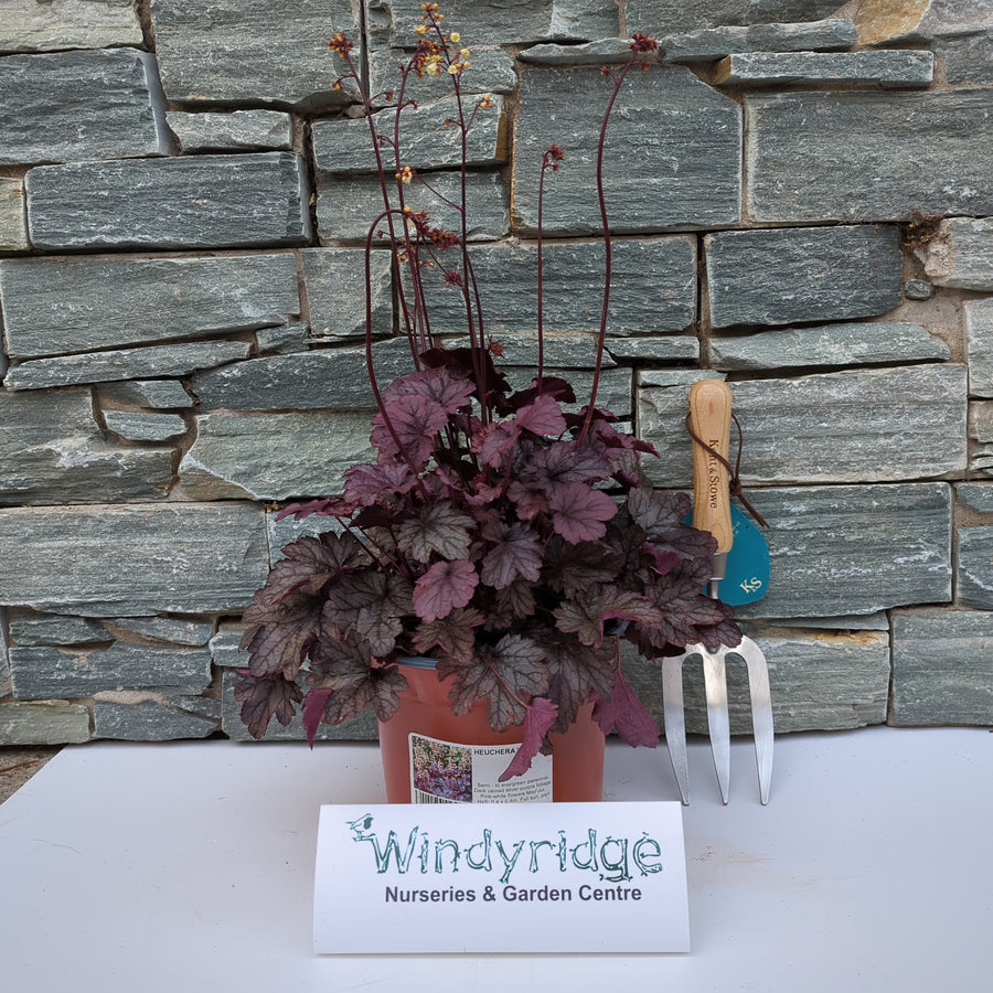 Heuchera Shanghai - Herbaceous - Windyridge Garden Centre
