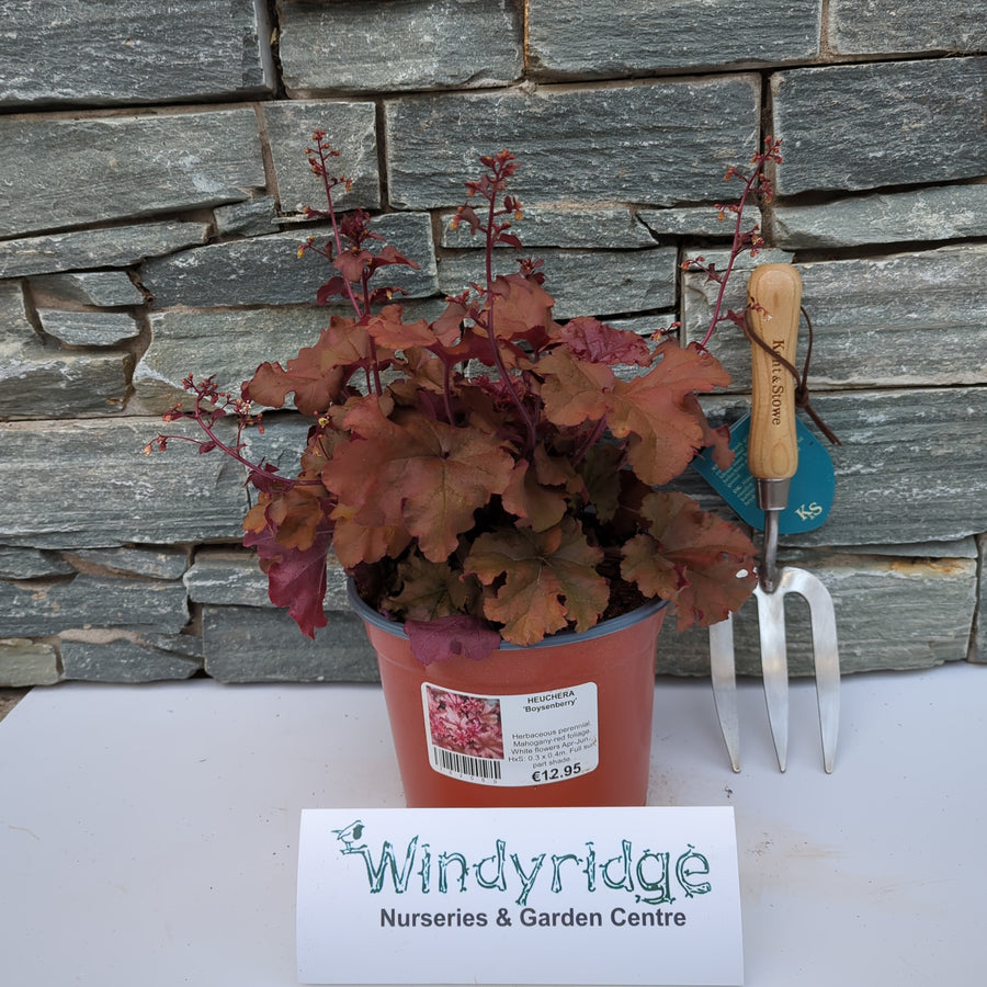 Heuchera Boysenberry - Herbaceous - Windyridge Garden Centre