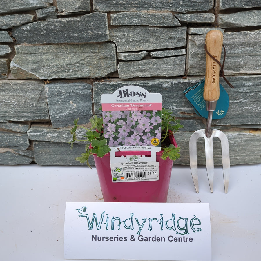 Geranium 'Dreamland' - Herbaceous - Windyridge Garden Centre