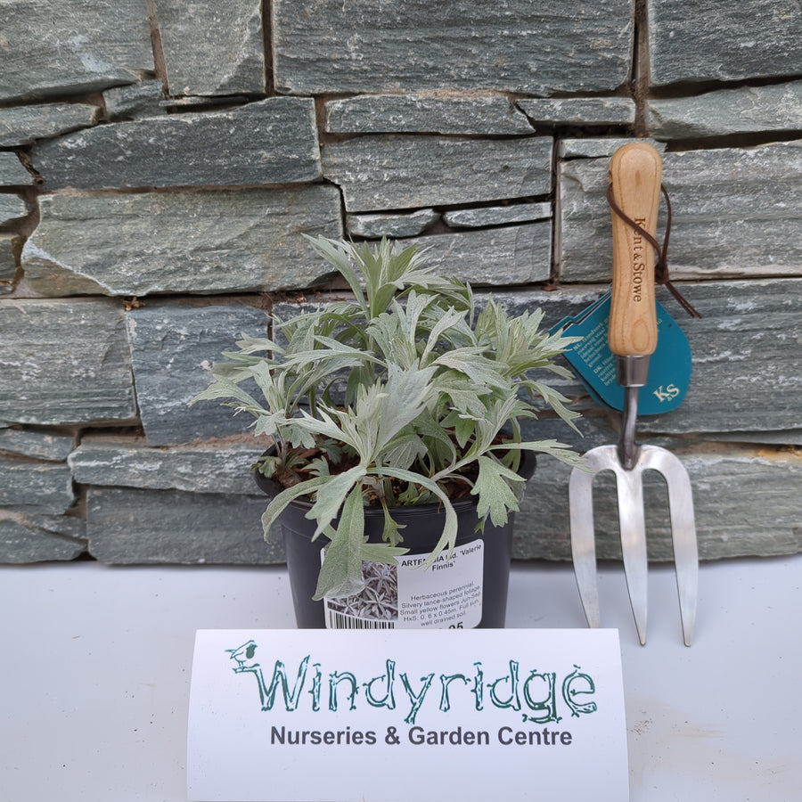 Artemisia Lud. Valerie Finnis - Herbaceous - Windyridge Garden Centre