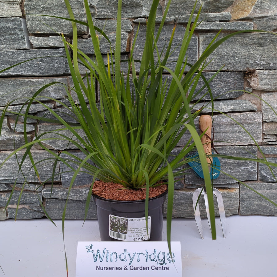 Libertia Grandiflora - Herbaceous - Windyridge Garden Centre