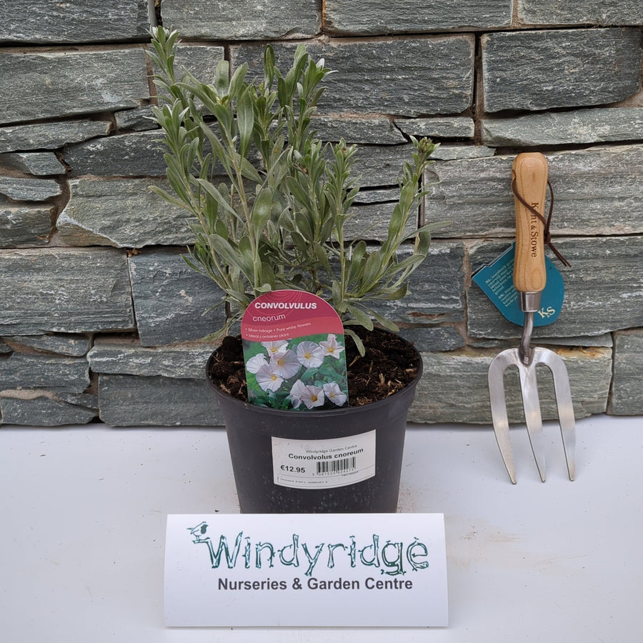 Convolvulus Cneorum - Shrubs - Windyridge Garden Centre