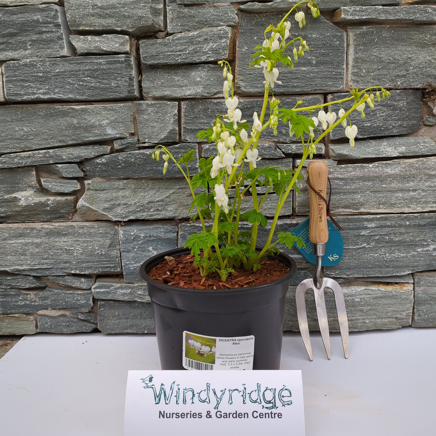 Dicentra Spectabilis 'Alba' - Herbaceous - Windyridge Garden Centre