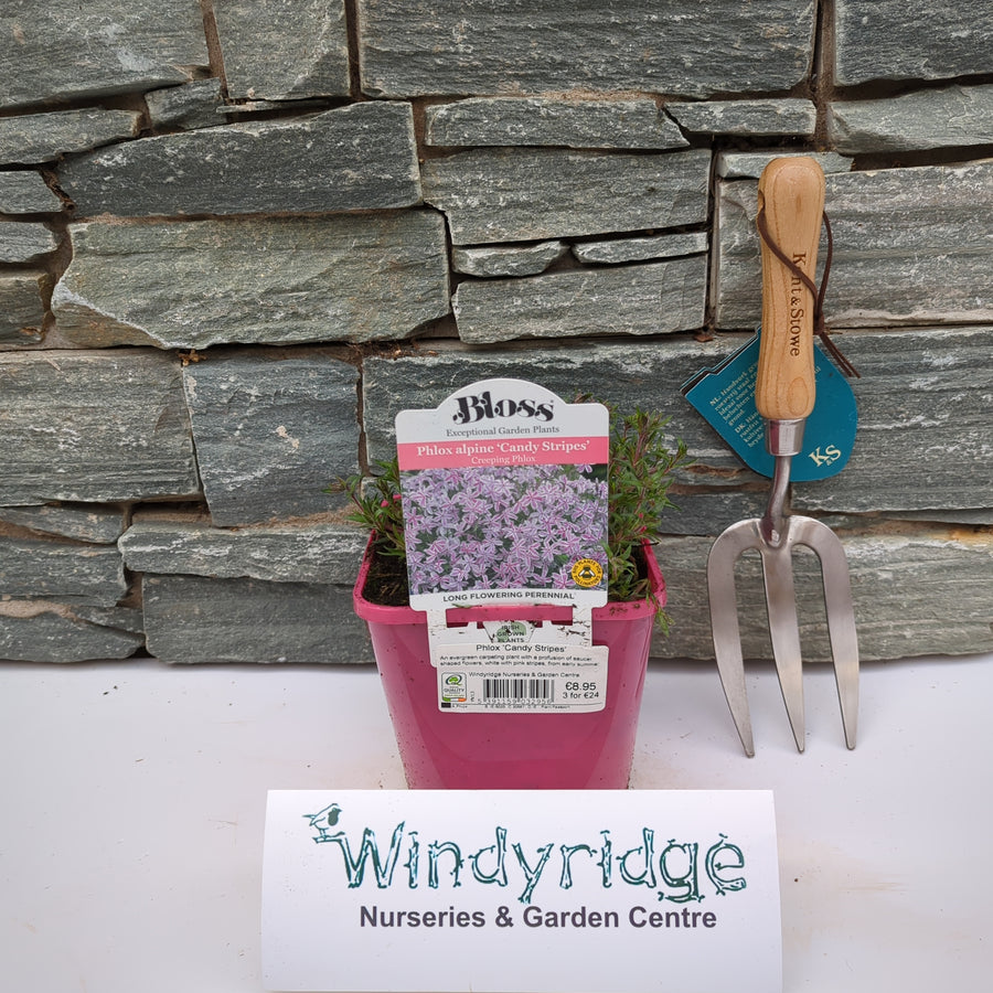 Phlox 'Candy Stripes' - Herbaceous - Windyridge Garden Centre