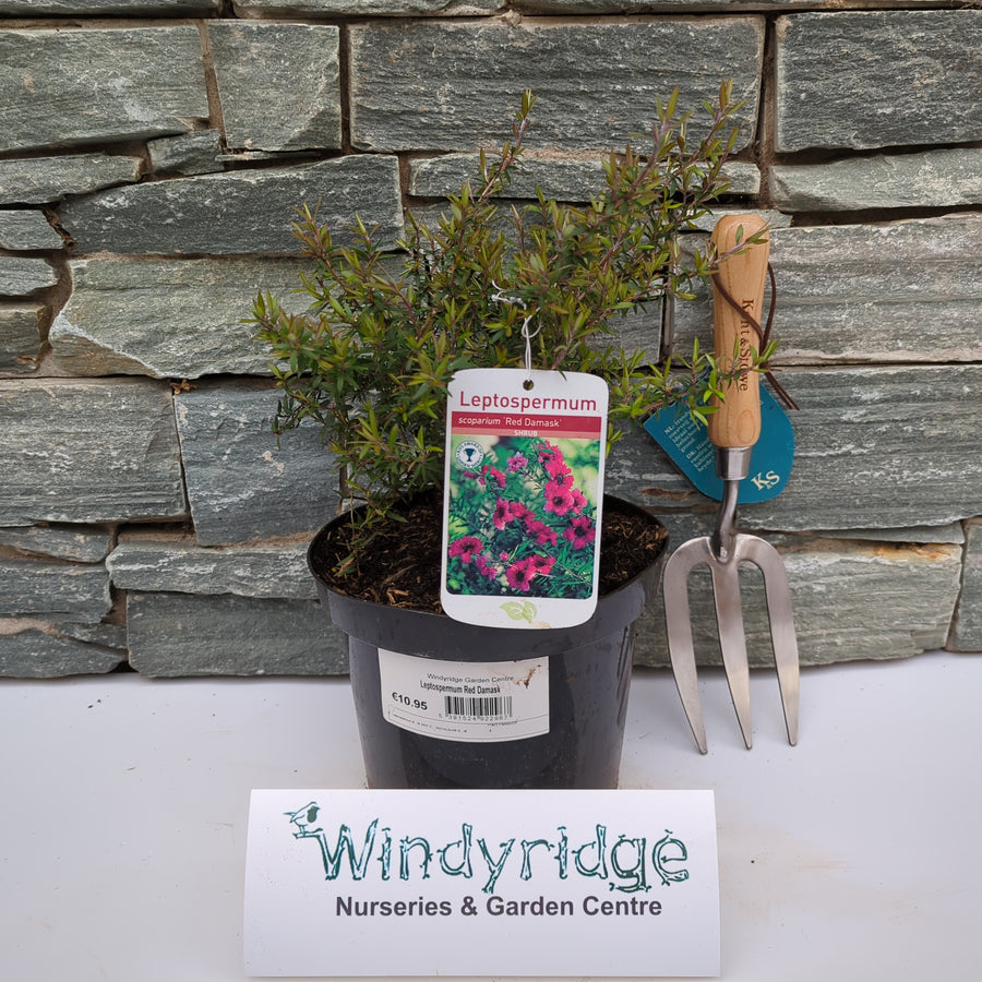 Leptospermum Red Damask - Shrubs - Windyridge Garden Centre