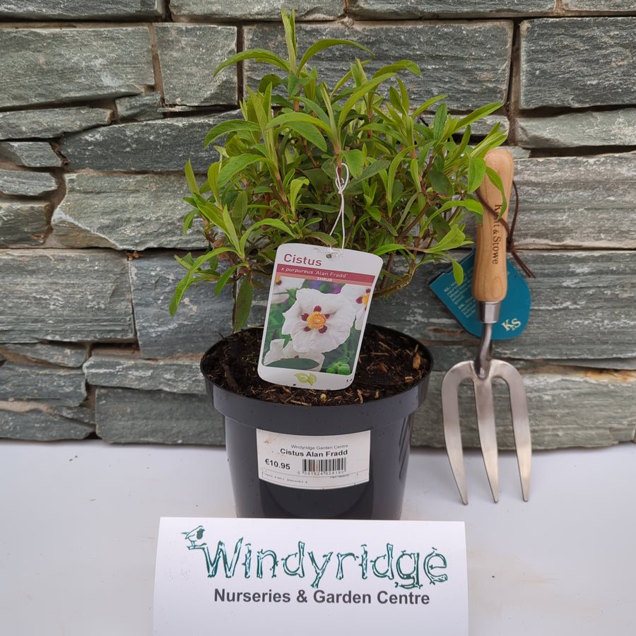 Cistus Alan Fradd - Shrubs - Windyridge Garden Centre