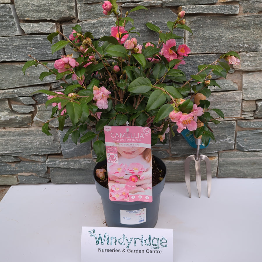 Camellia Jap. Winter Perfume Pink - Shrubs - Windyridge Garden Centre