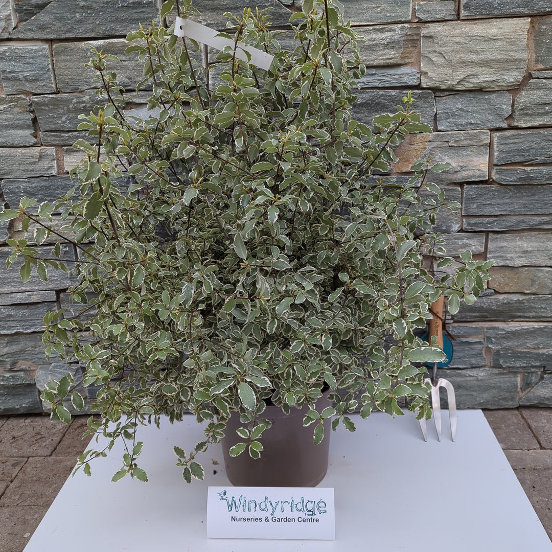 PITTOSPORUM tenui.Malahide  7.5L