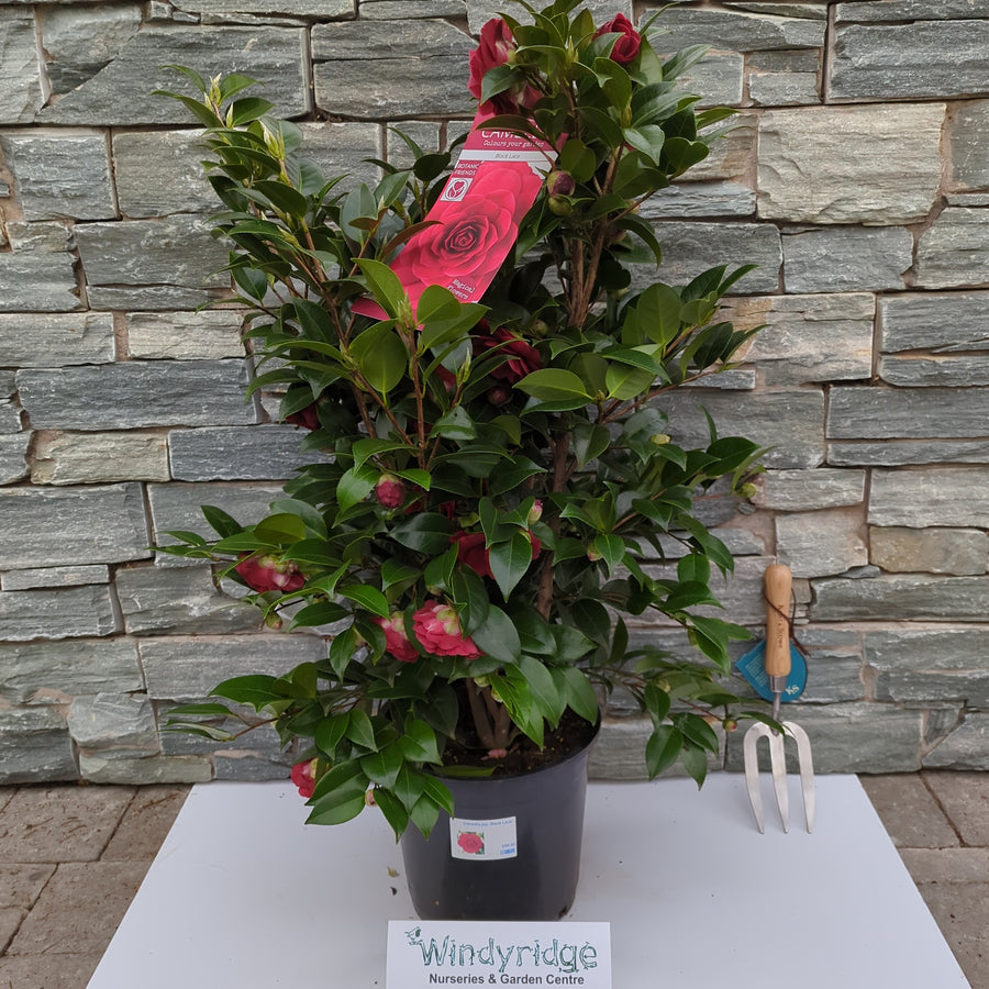 Camellia Ret. Black Lace - Shrubs - Windyridge Garden Centre