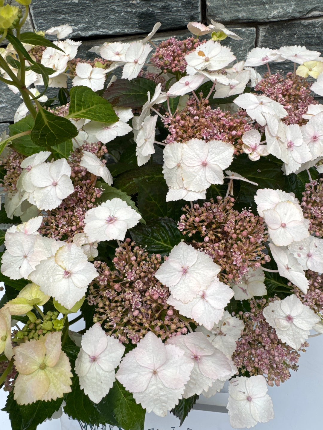 Hydrangea 'Bloombuster' in Sorten