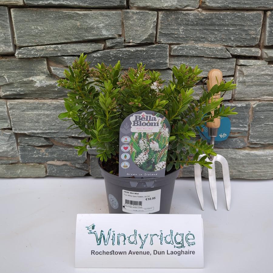 Hebe Wiri Mist - Shrubs - Windyridge Garden Centre