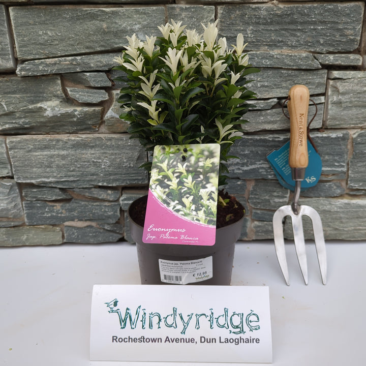 Euonymus jap. Paloma Blanca  2 Ltr pot