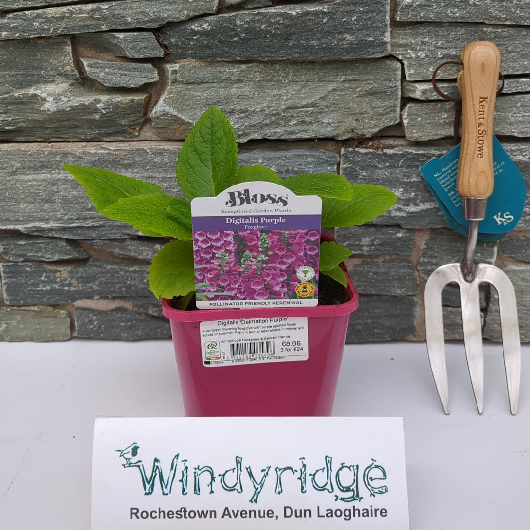 Digitalis Dalmation Purple 2L