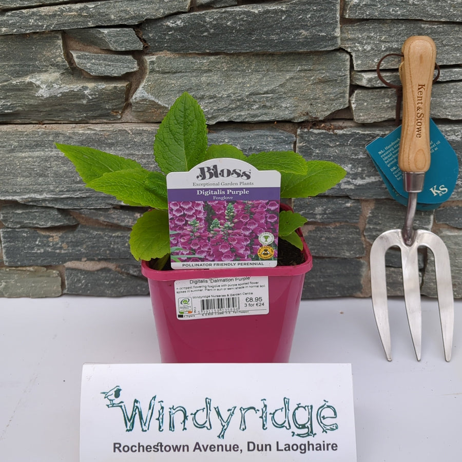Digitalis 'Dalmation Purple' - Herbaceous - Windyridge Garden Centre