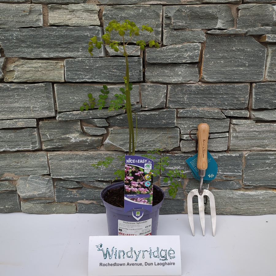 Thalictrum 'Splendide' - Herbaceous - Windyridge Garden Centre