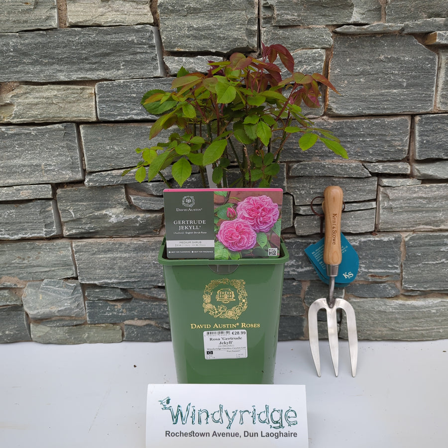 Rosa 'Gertrude Jekyll' - Roses - Windyridge Garden Centre