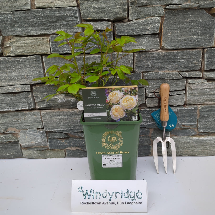 Rosa 'Vanessa Bell' - Roses - Windyridge Garden Centre