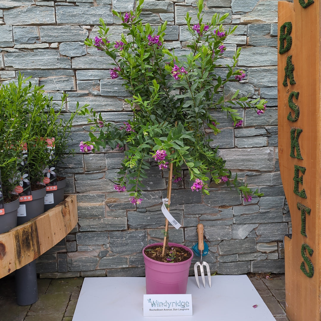 Polygala myrtifolia