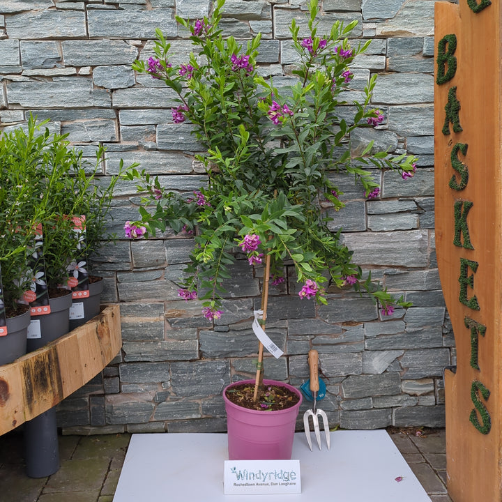 Polygala myrtifolia
