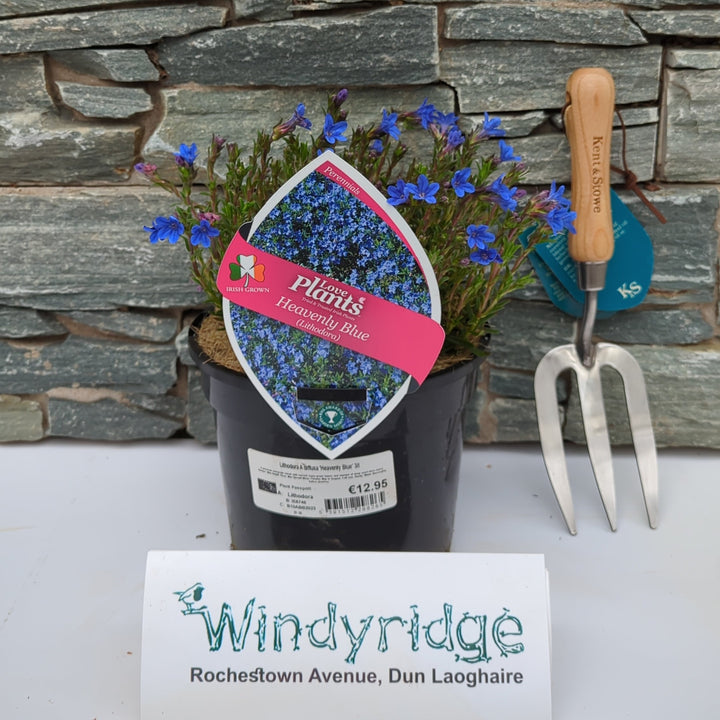 Lithodora Heavenly Blue