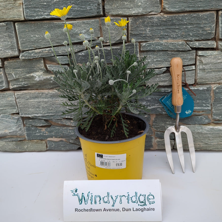 Euryops Pechtinatus (Ie) - Shrubs - Windyridge Garden Centre