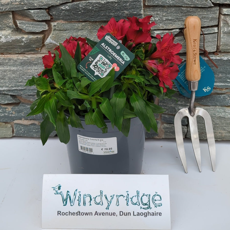Alstroemeria 'Colorita'® Mix P19 - Herbaceous - Windyridge Garden Centre