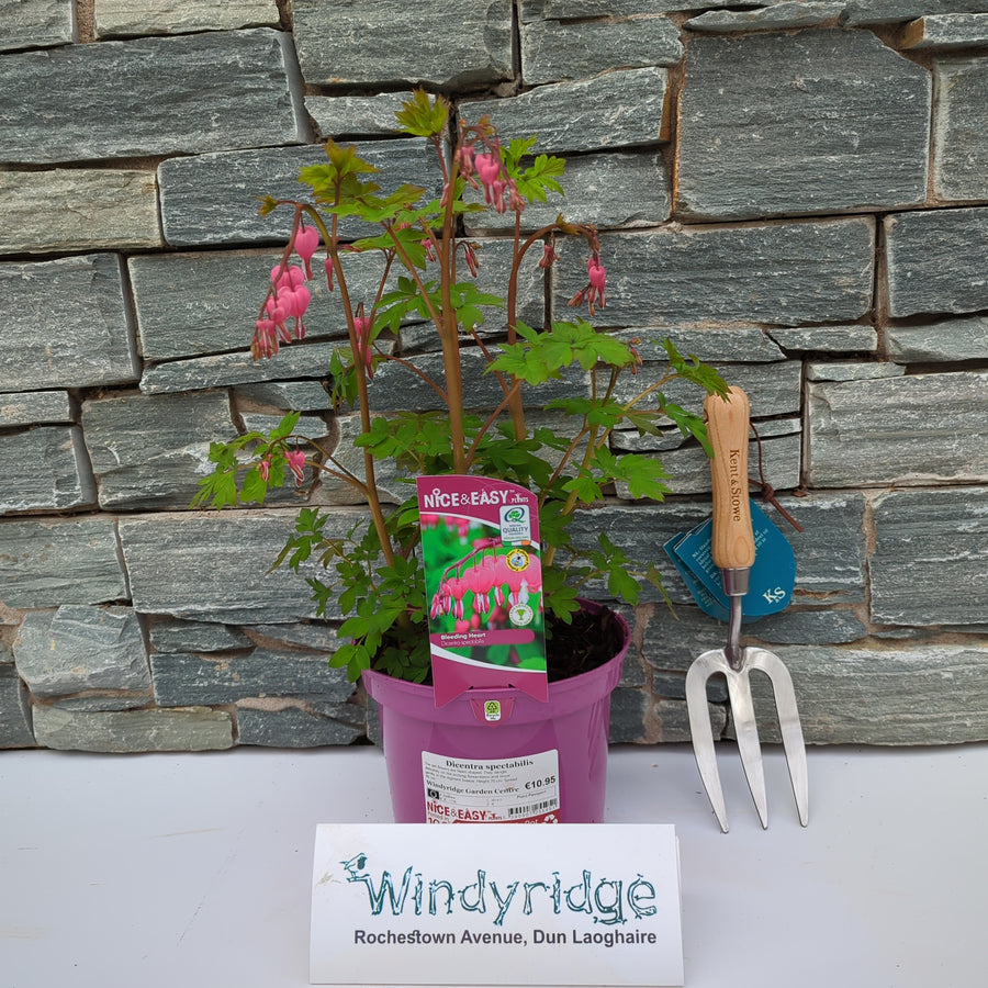 Dicentra Spectabilis - Herbaceous - Windyridge Garden Centre