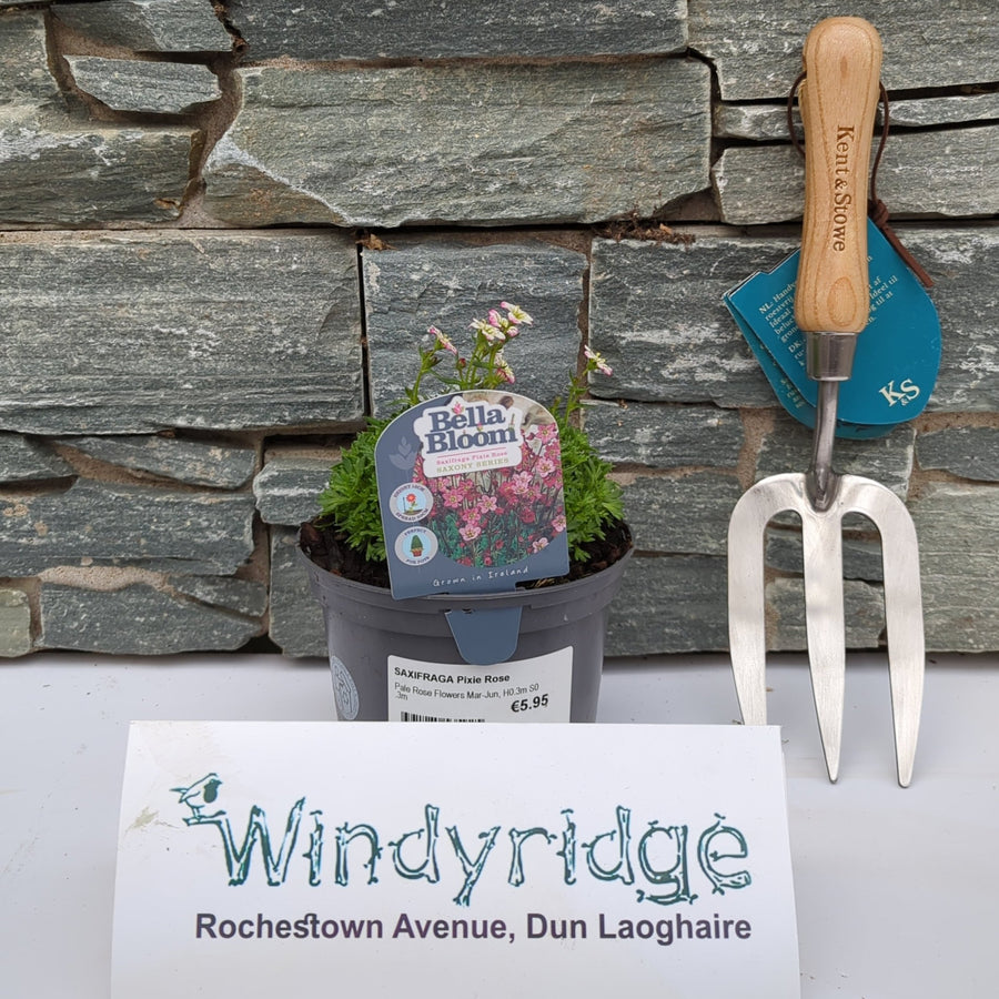 Saxifraga Pixie Rose - Bedding - Windyridge Garden Centre