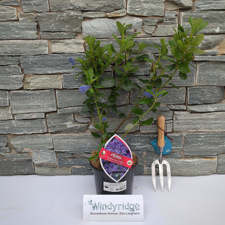 Ceanothus Trewithen Blue - Shrubs - Windyridge Garden Centre