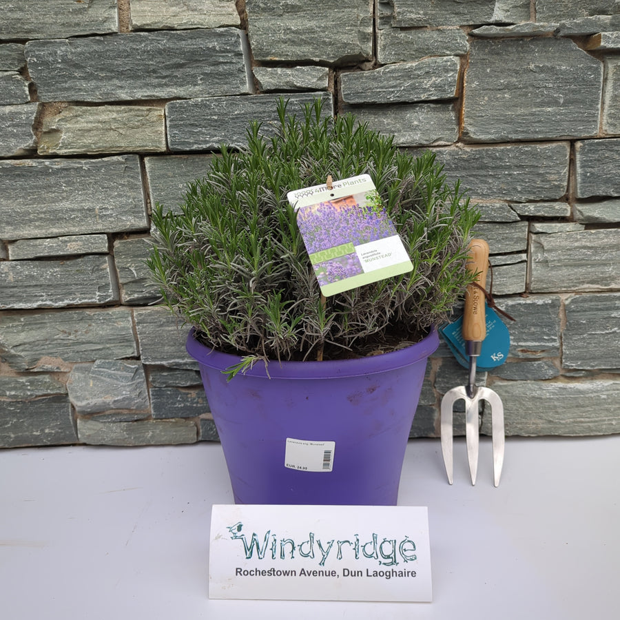 Lavandula Ang. 'Munstead' 30-35 Cm. - Grow Your Own - Windyridge Garden Centre