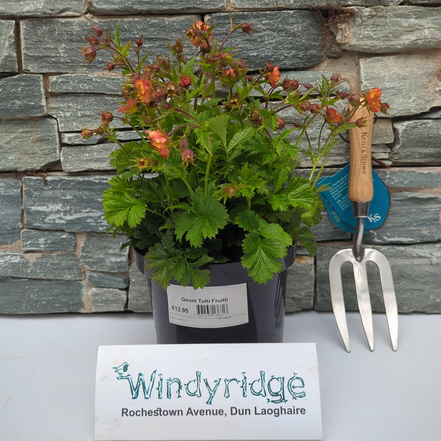 Geum Tutti Fruitti - Herbaceous - Windyridge Garden Centre