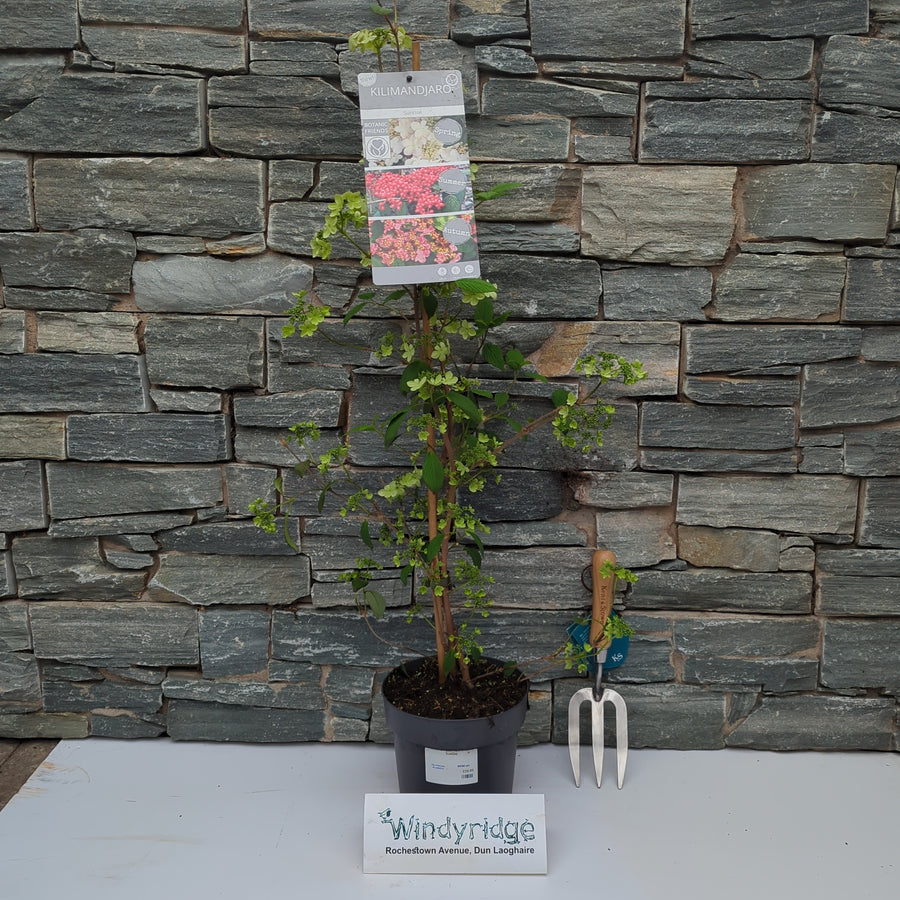 Viburnum Plic. Kilimandjaro Sunrise - Shrubs - Windyridge Garden Centre