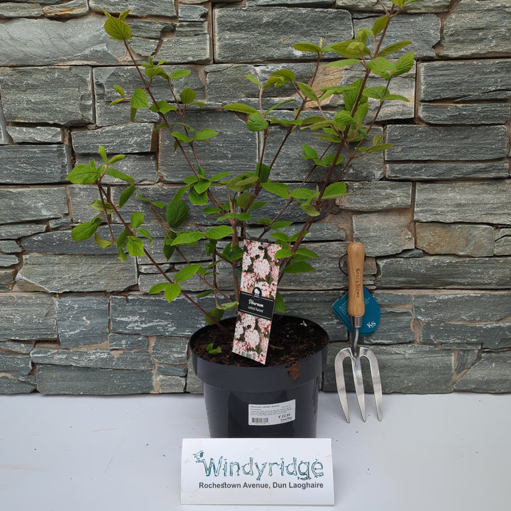 Viburnum carlesii Aurora  40-50 CM C5