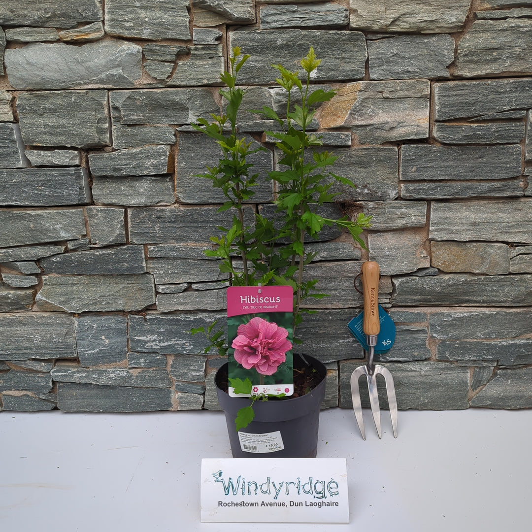 Hibiscus syr. Duc de Brabant  3 Ltr pot