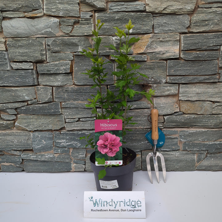 Hibiscus syr. Duc de Brabant  3 Ltr pot
