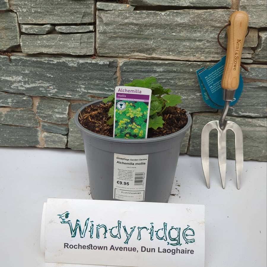 Alchemilla Mollis - Herbaceous - Windyridge Garden Centre