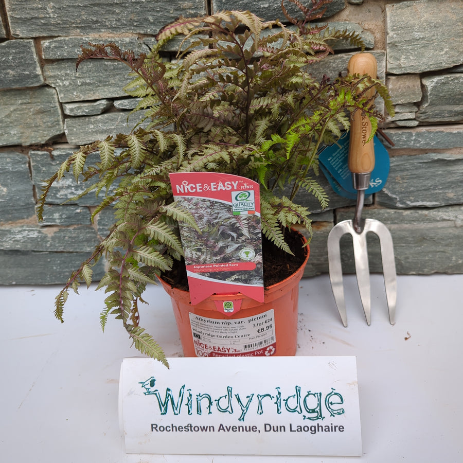 Athyrium Nip. Var. Pictum - Herbaceous - Windyridge Garden Centre